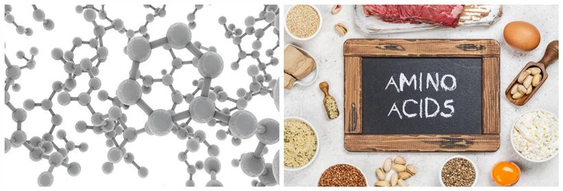 amino acids amino acids