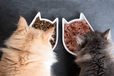 Kebutuhan vitamin untuk kucing dan anjing